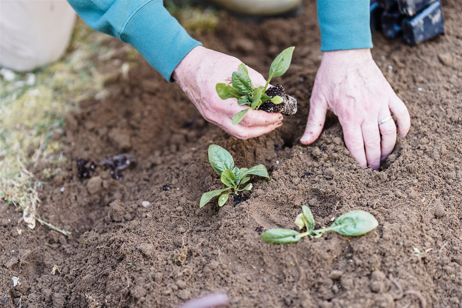 Cremação de cachorro: mãos plantando uma muda de planta na terra em homenagem a um pet