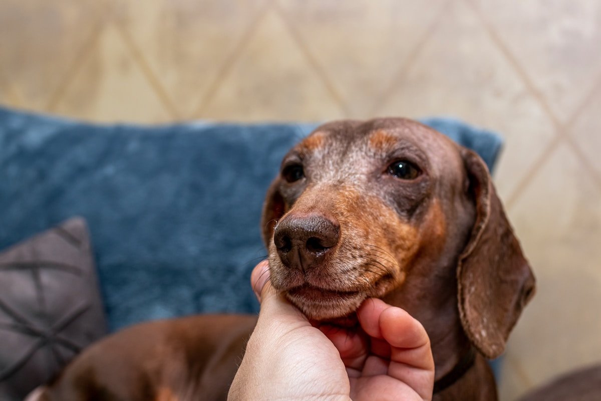 Cuidados paliativos para cachorro: cão idoso sendo alimentado com carinho na mão