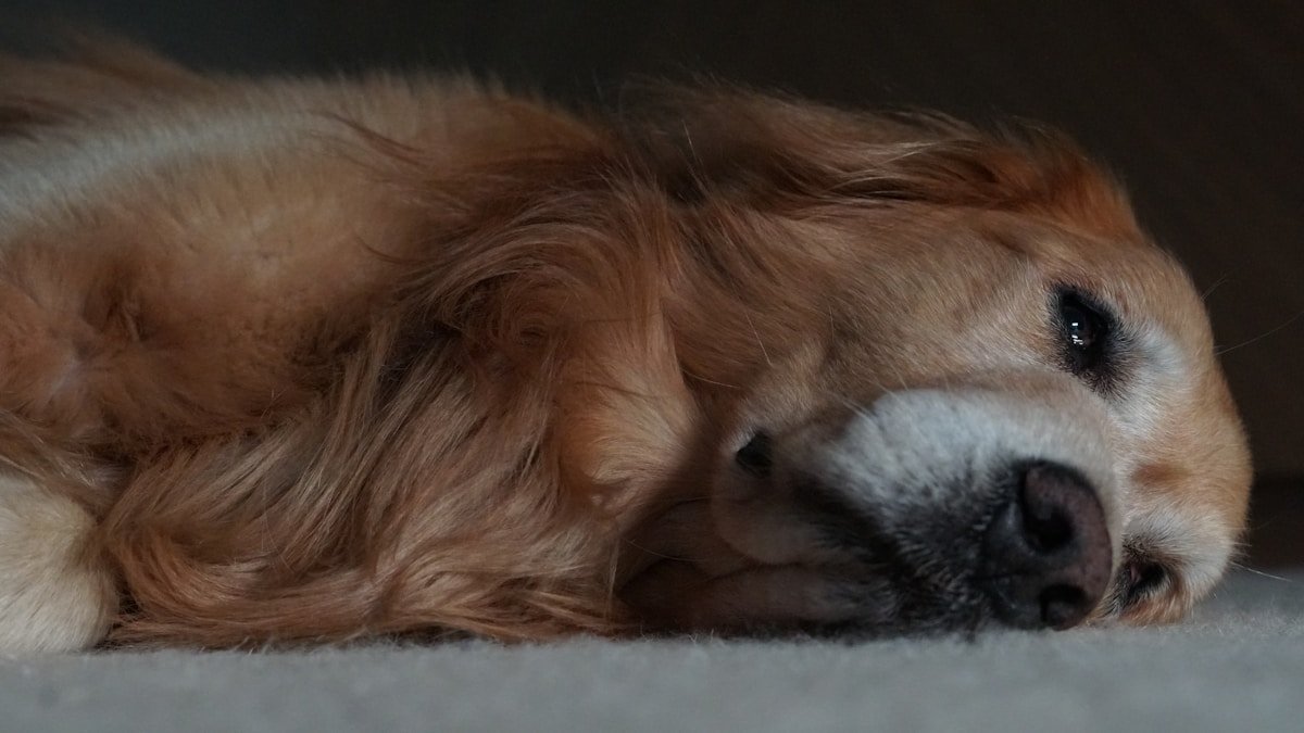 Cuidados paliativos para cachorro: golden retriever descansando com focinho grisalho