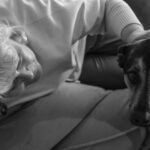 Cuidados paliativos para cachorro: tutora acariciando cão idoso com carinho no sofá