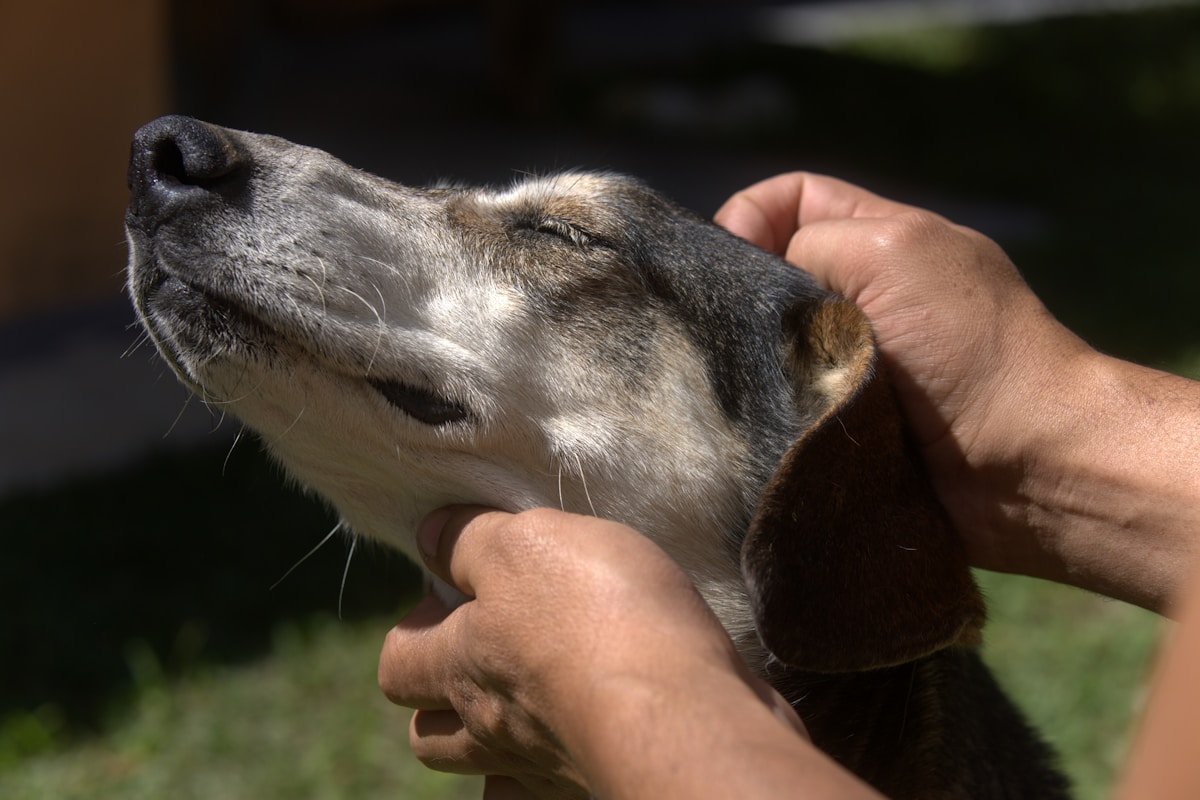 Cuidados paliativos para cachorro: mãos segurando com carinho o rosto de um cão
