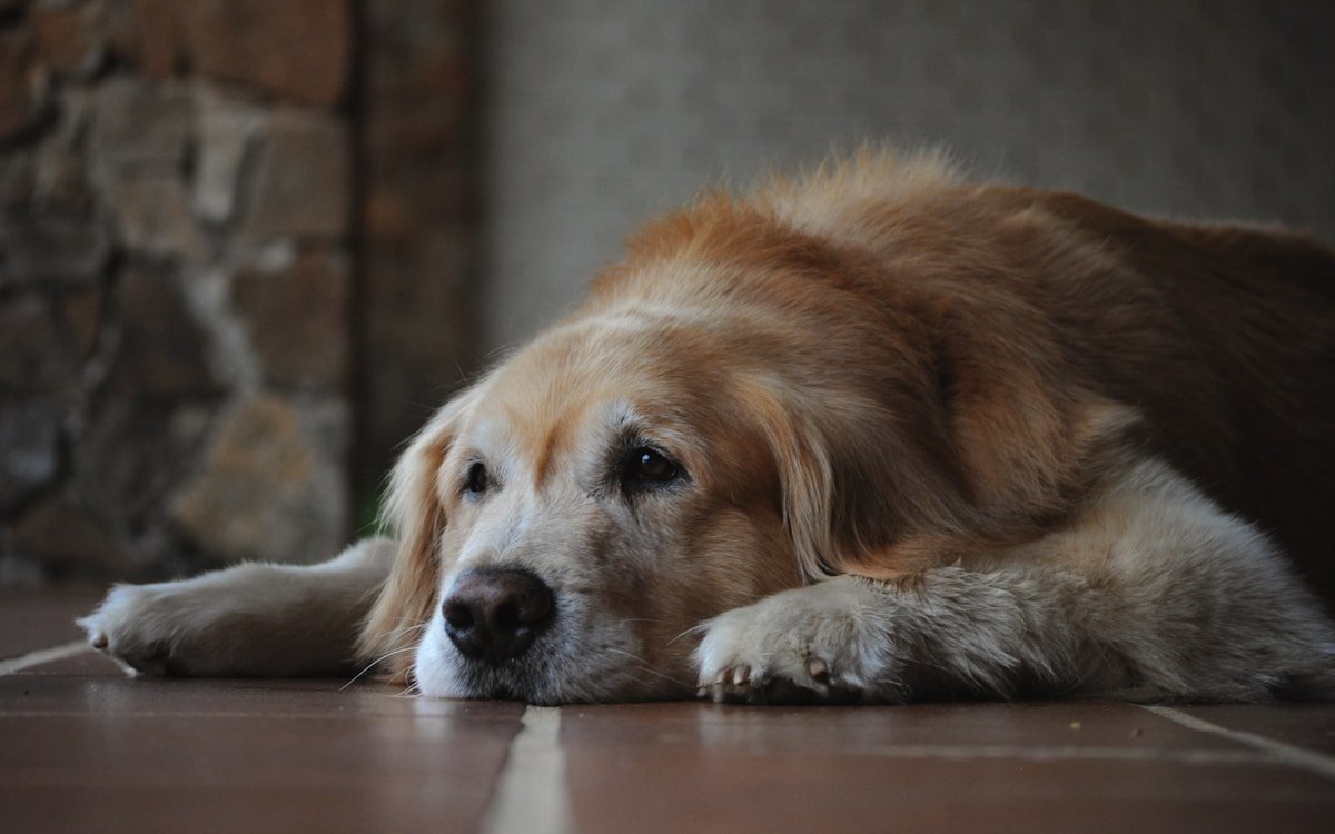 Cuidados paliativos para cachorro: cão idoso deitado com olhar cansado no chão de casa