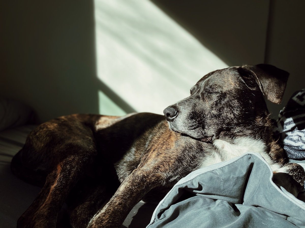 Cuidados paliativos para cachorro: cão descansando tranquilo sob luz suave numa cama macia