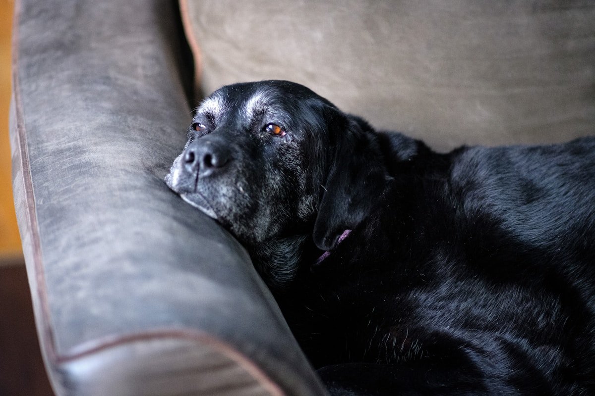 Cuidados paliativos para cachorro: cão idoso de focinho grisalho descansando no sofá