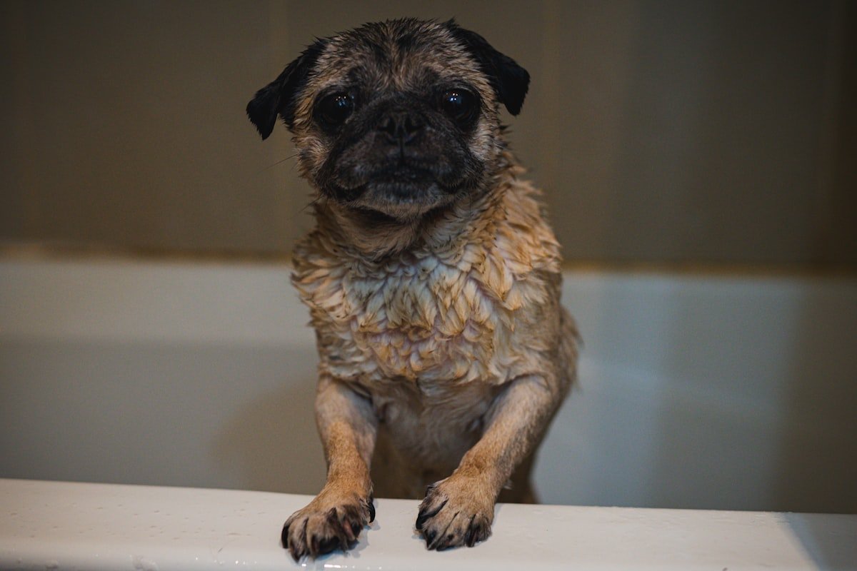 Dermatite Fúngica e Bacteriana em Cães: Como Identificar e Cuidar Dermatite fúngica e bacteriana em cães: cachorro molhado durante o banho na banheira