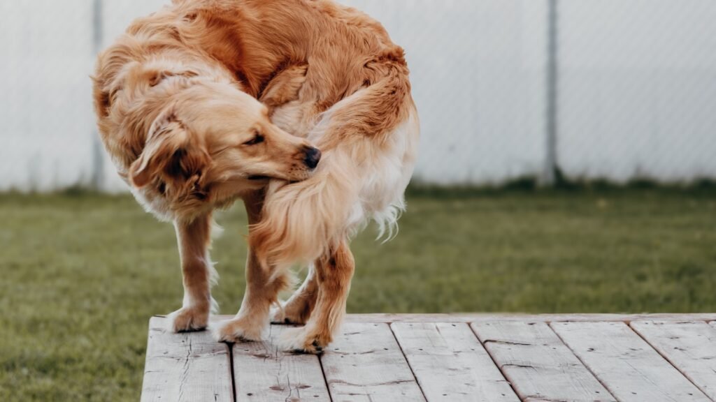 Dermatite fúngica e bacteriana em cães: cachorro se coçando intensamente ao ar livre
