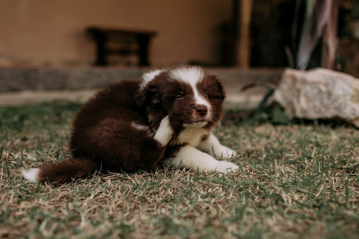 Dermatite Fúngica e Bacteriana em Cães: Como Identificar e Cuidar Dermatite fúngica e bacteriana em cães: filhote se coçando deitado no gramado