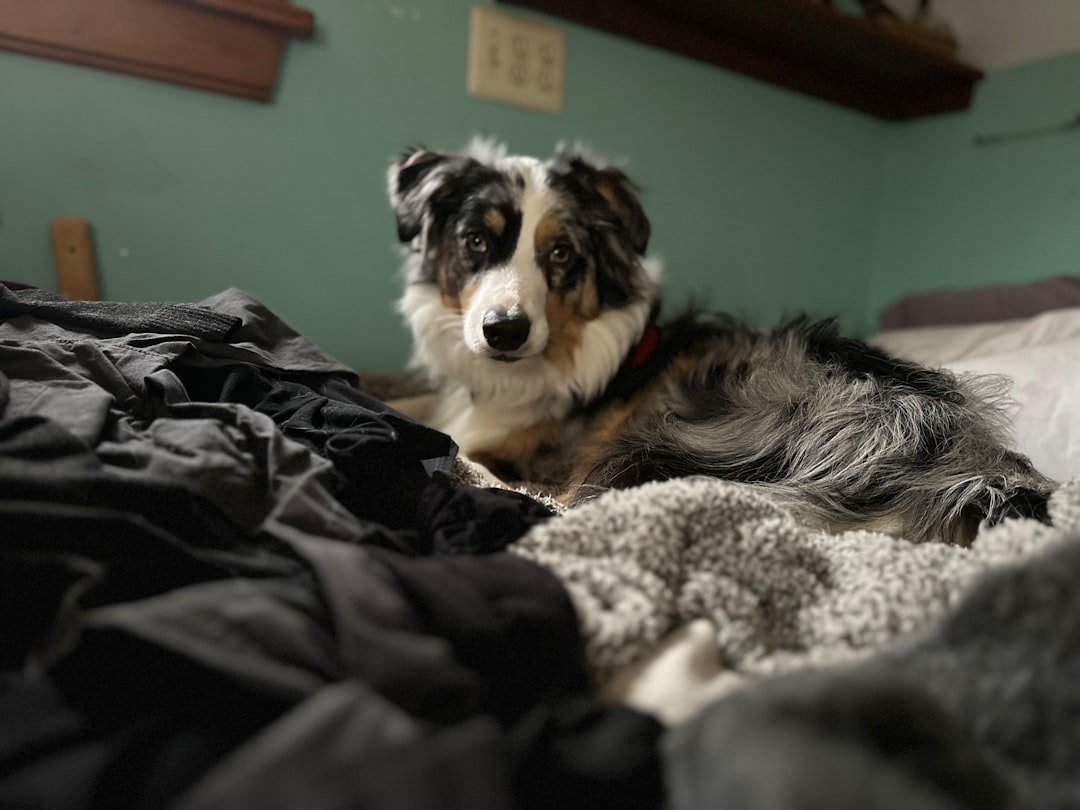 Dormir com o cachorro faz mal espiritualmente: cachorro deitado sobre cama desarrumada, cercado de roupas e cobertores
