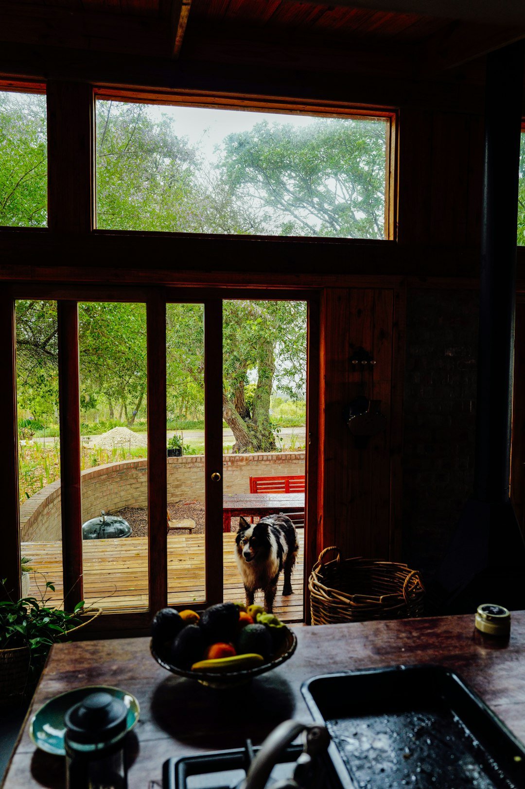 Dormir com o cachorro faz mal espiritualmente: cachorro parado na porta de entrada da casa, em postura atenta e protetora