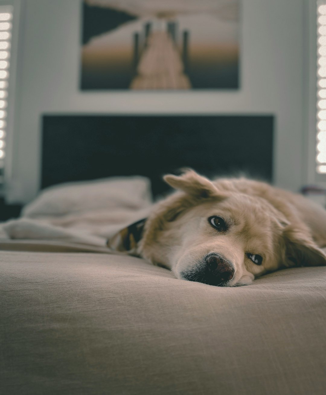 Dormir com o cachorro faz mal espiritualmente: cachorro golden retriever deitado na cama, olhar tranquilo e atento