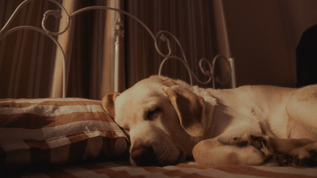 Dormir com o cachorro faz mal espiritualmente: labrador dormindo profundamente sobre a cama, luz suave