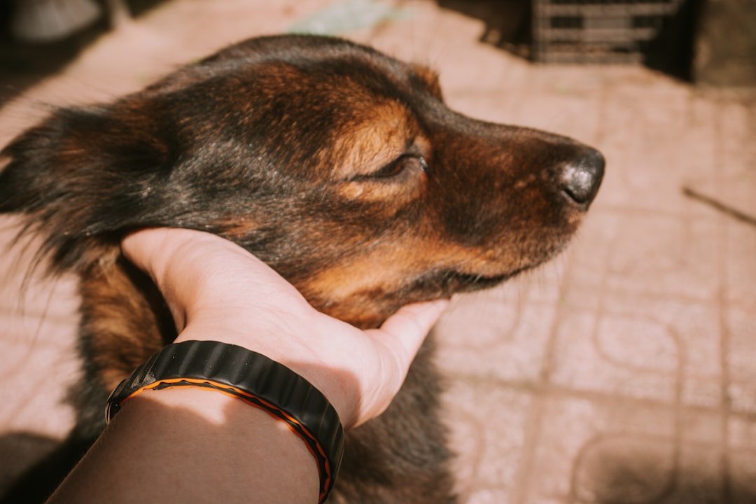 Dormir com o cachorro faz mal espiritualmente: mão acariciando com carinho a cabeça de um cachorro