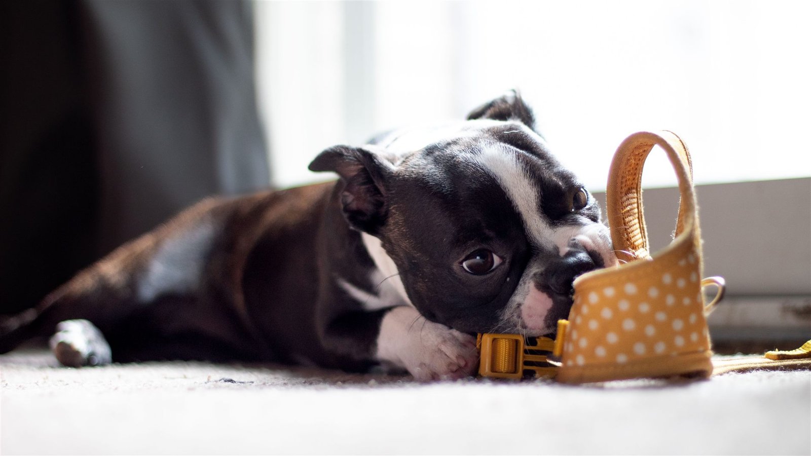 Educação canina positiva: filhote mordendo sapato, um comportamento comum de comunicação