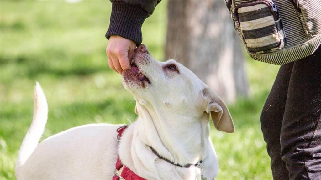 Educação canina positiva: cadela recebendo petisco da mão do tutor como recompensa