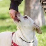 Educação canina positiva: cadela recebendo petisco da mão do tutor como recompensa