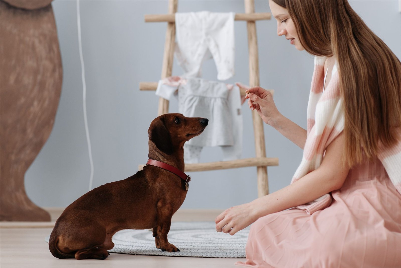 Educação canina positiva: dachshund recebendo petisco durante treino em casa