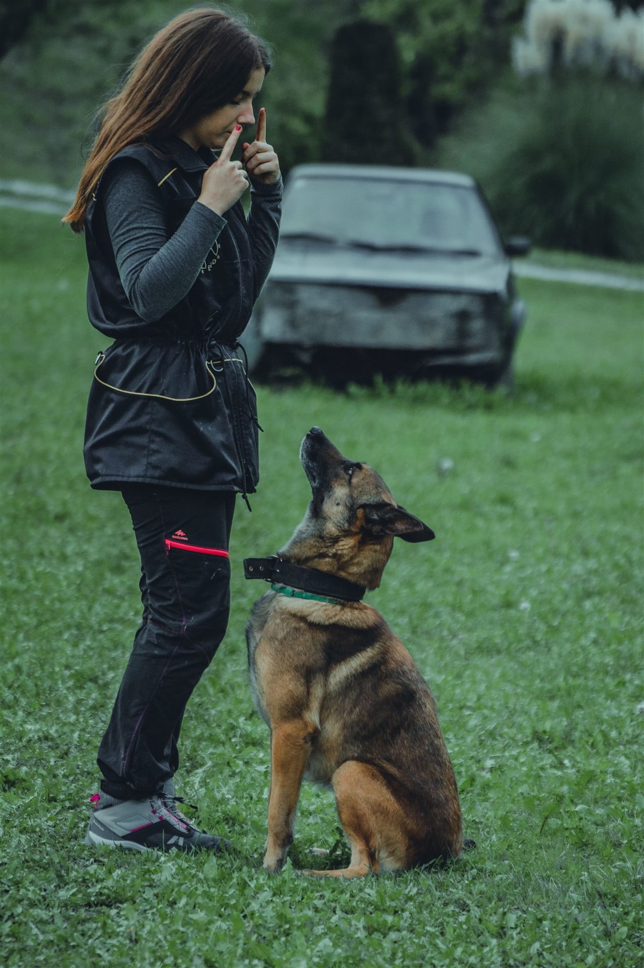Educação canina positiva: pastor alemão respondendo ao comando de mão da tutora