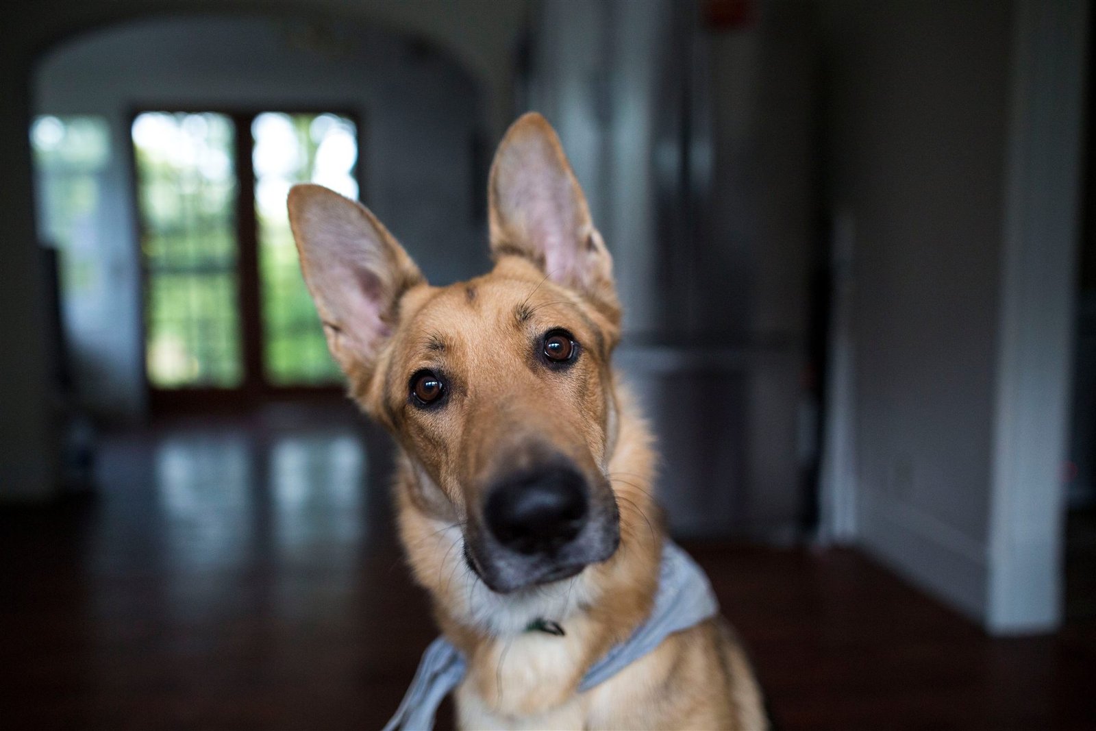 Educação canina positiva: cão com expressão de dúvida diante de comando confuso