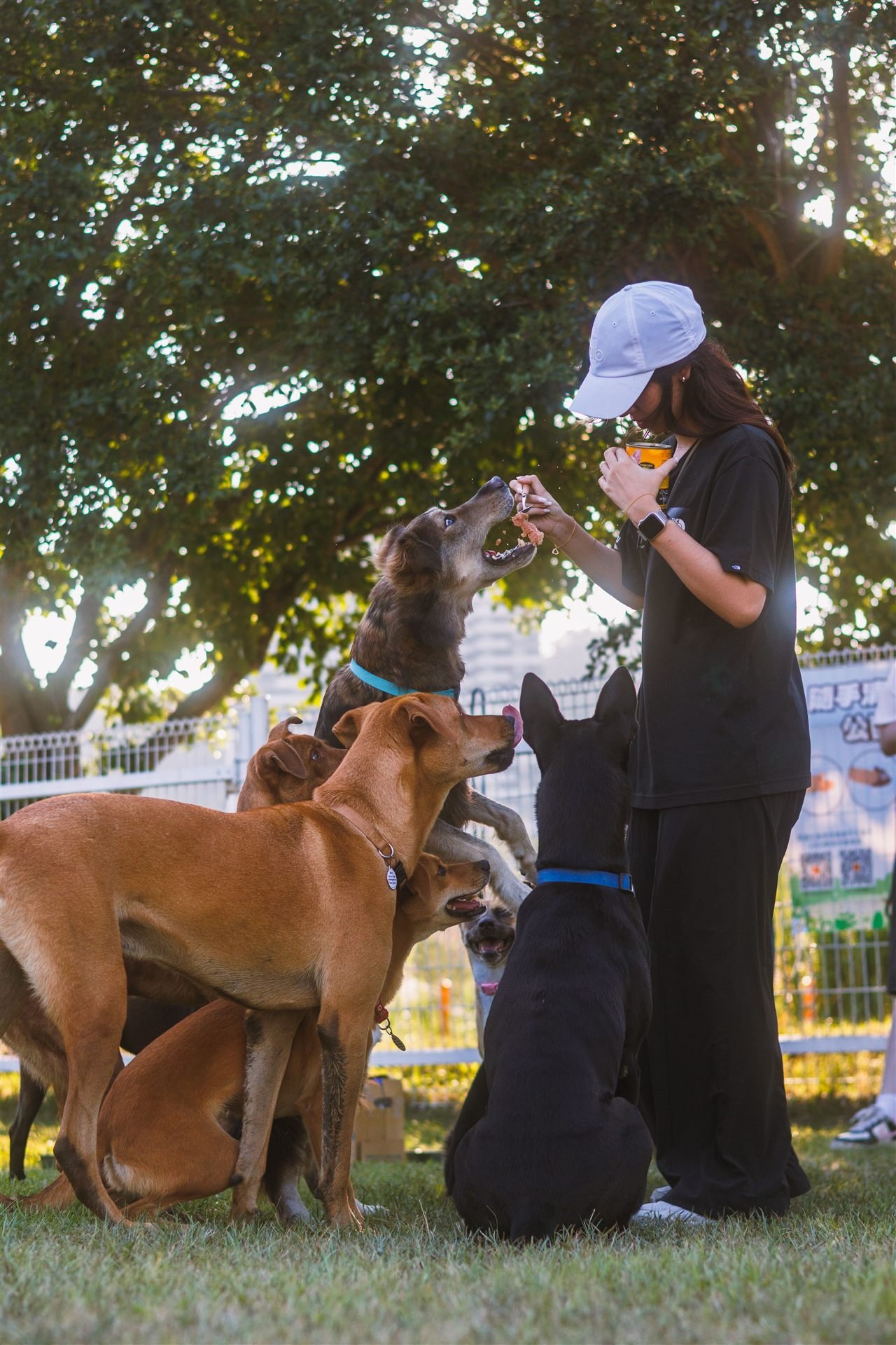 Educação canina positiva: tutora conduzindo treino com atenção a vários cães