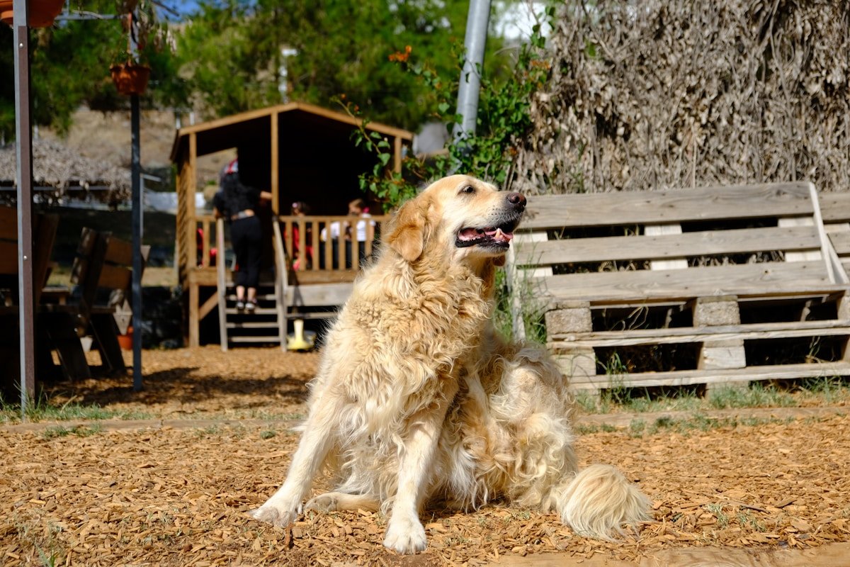 Cachorro golden retriever se cocando sentado no quintal, sinal comum de coceira causada por vermes ou pulgas