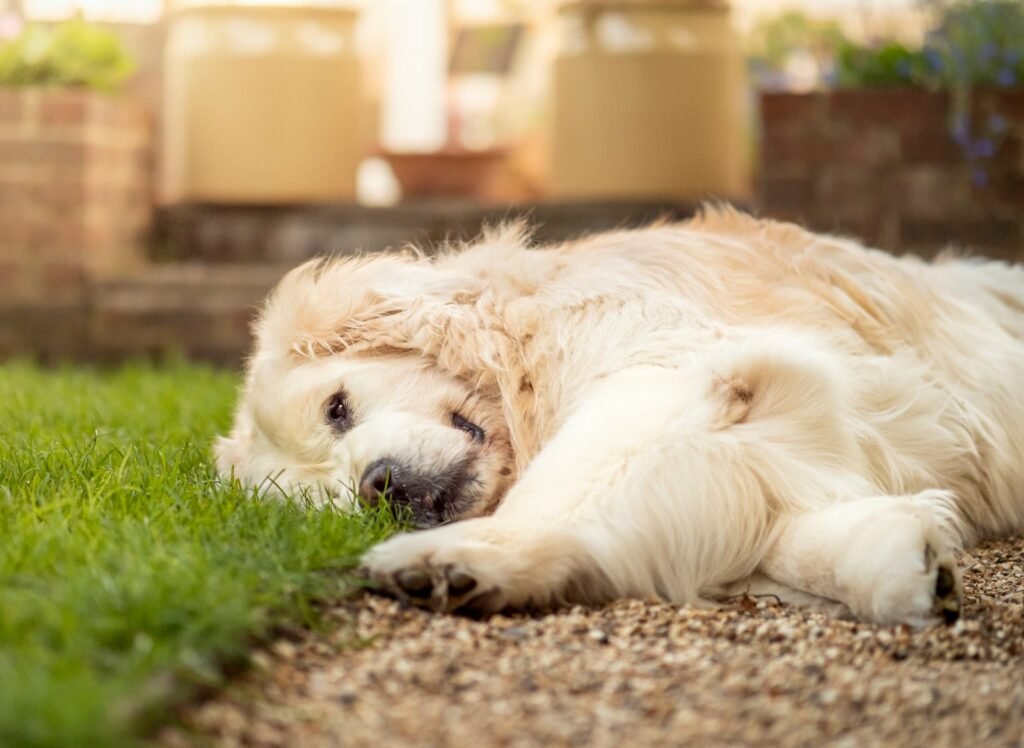 Hipotireoidismo em cachorro: golden retriever deitado em gramado verde durante o dia