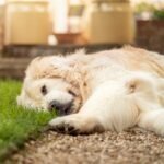 Hipotireoidismo em cachorro: golden retriever deitado em gramado verde durante o dia