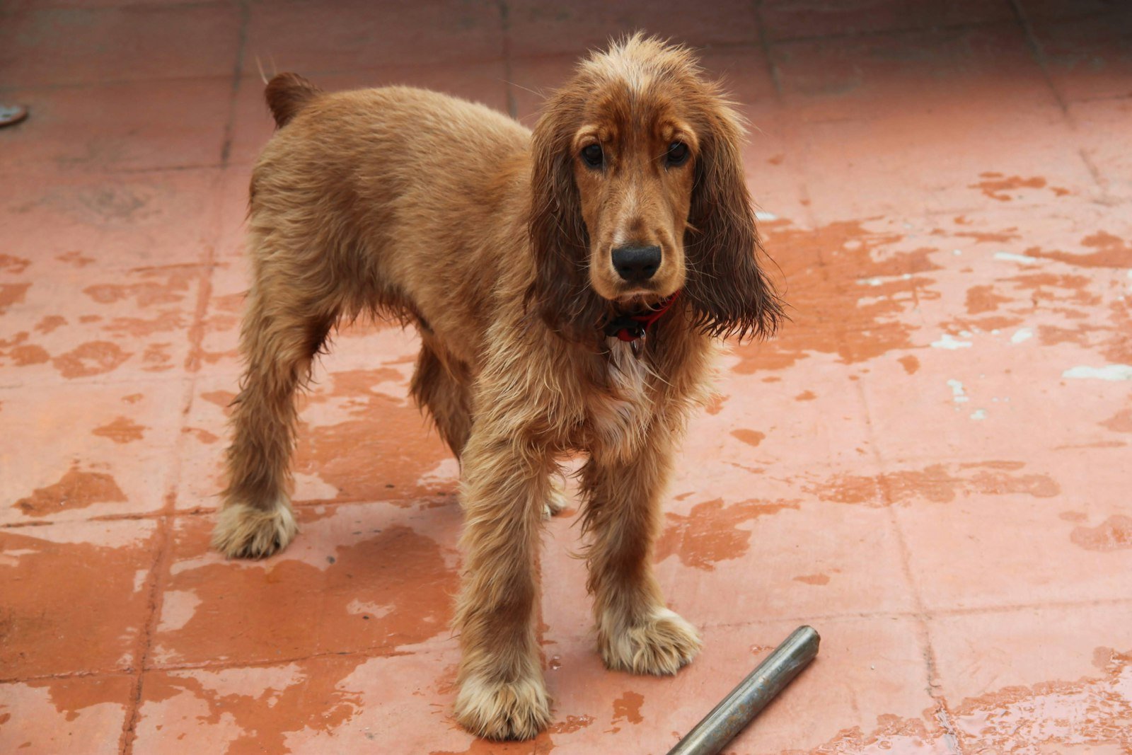 Hipotireoidismo em cachorro: cocker spaniel marrom em pé sobre um pátio molhado