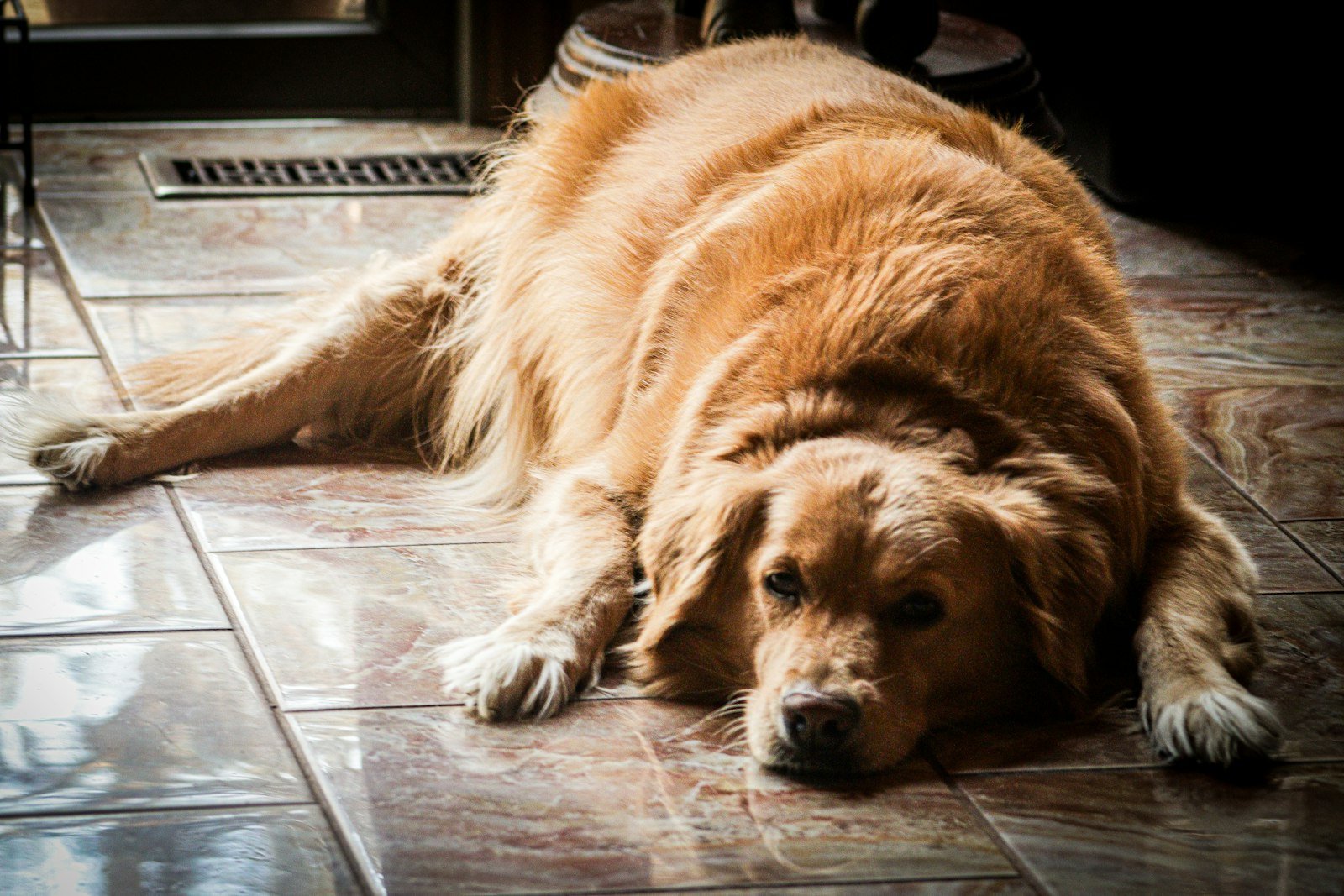 Hipotireoidismo em cachorro: cão grande de pelagem marrom deitado sobre piso de cerâmica
