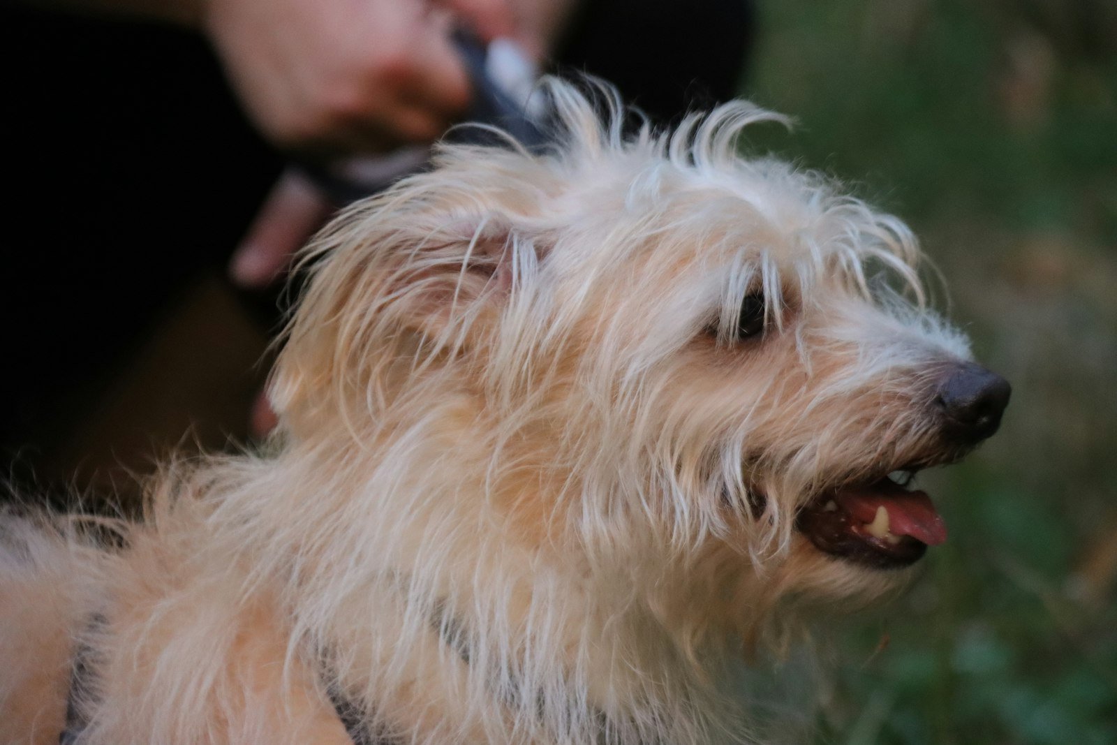 Hipotireoidismo em cachorro: cão sendo escovado por um tutor, cuidado com a pelagem