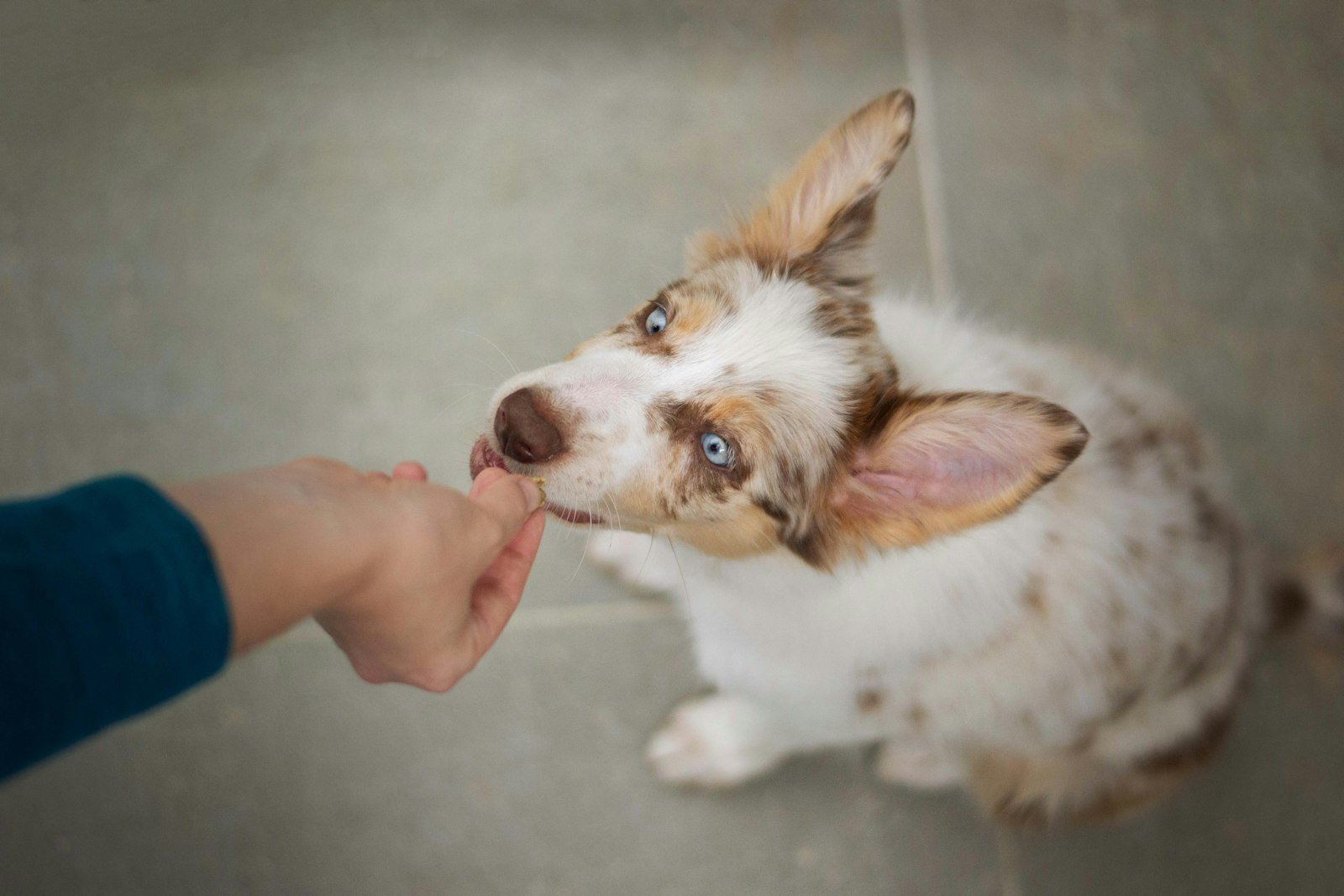 Hipotireoidismo em cachorro: cão pequeno sendo alimentado com carinho por uma pessoa