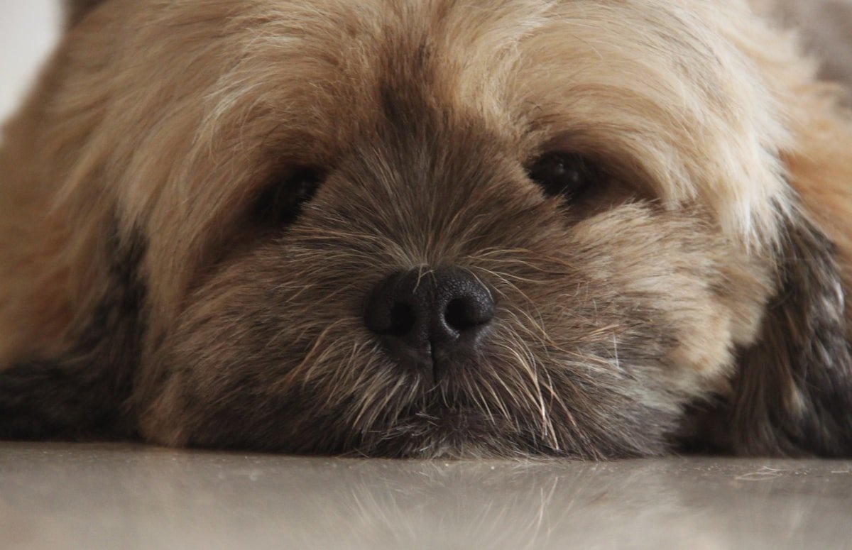 Lhasa Apso e Shih Tzu: particularidades de cada raça que você precisa saber Close no focinho alongado e na pelagem dourada do Lhasa Apso