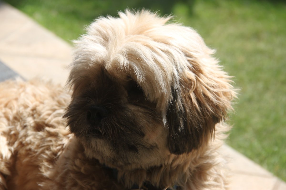 Lhasa Apso e Shih Tzu: particularidades de cada raça que você precisa saber Lhasa Apso sentado ao ar livre, pelagem dourada e olhar sereno