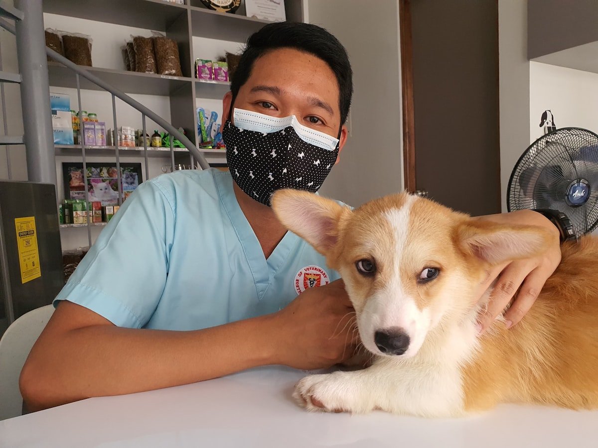 Microchipagem em animais: o cuidado silencioso que pode salvar seu cachorro Microchipagem em animais é segura mesmo para filhotes calmos durante exame veterinário