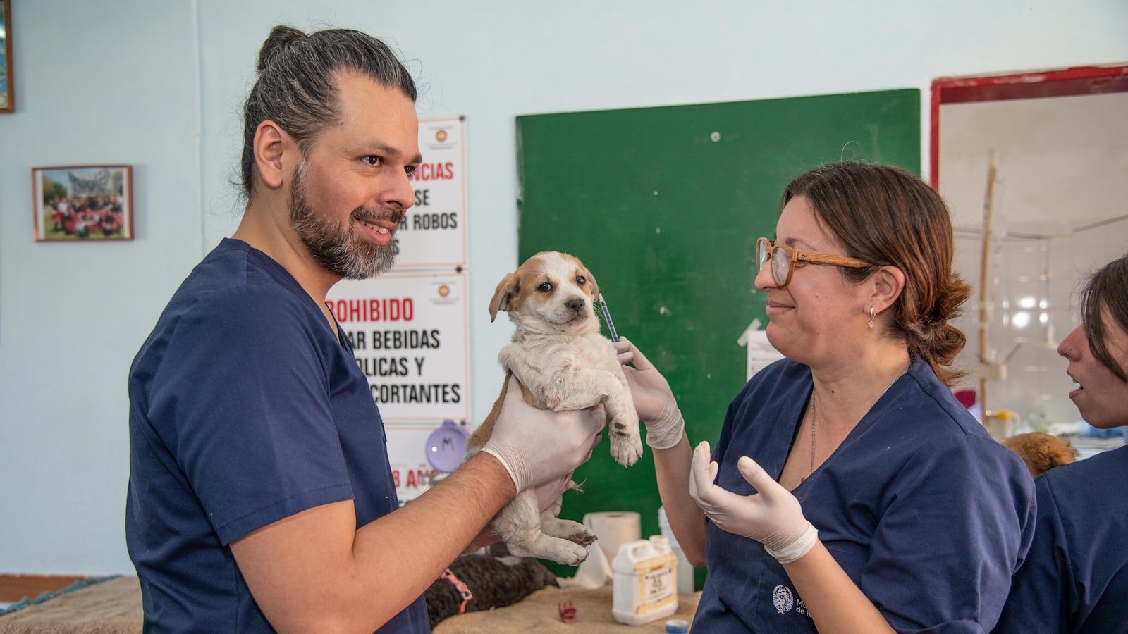 Microchipagem em animais: veterinÃ¡rios aplicando o procedimento em filhote durante mutirÃ£o de atendimento