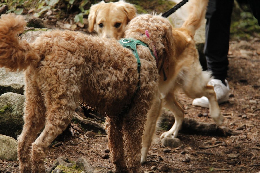 Nome de cachorro de rico: tutor passeando com dois cães em trilha na natureza