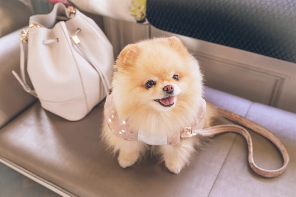 Nome de cachorro de rico: Pomeranian com roupa chique posando ao lado de uma bolsa de grife