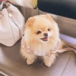 Nome de cachorro de rico: Pomeranian com roupa chique posando ao lado de uma bolsa de grife