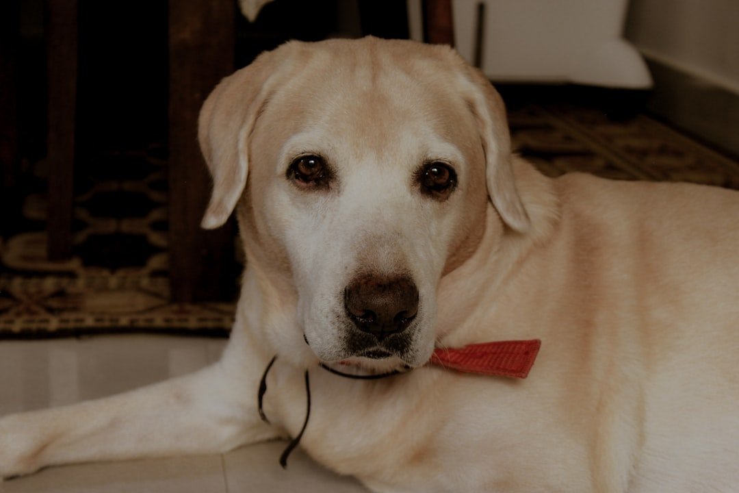 Nome de cachorro de rico: labrador elegante usando gravata borboleta vermelha