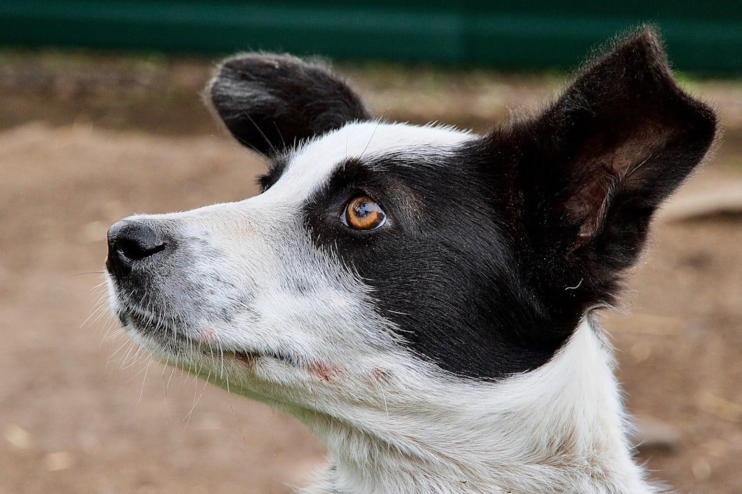 Nome de cachorro de rico: border collie de orelhas atentas com expressão curiosa