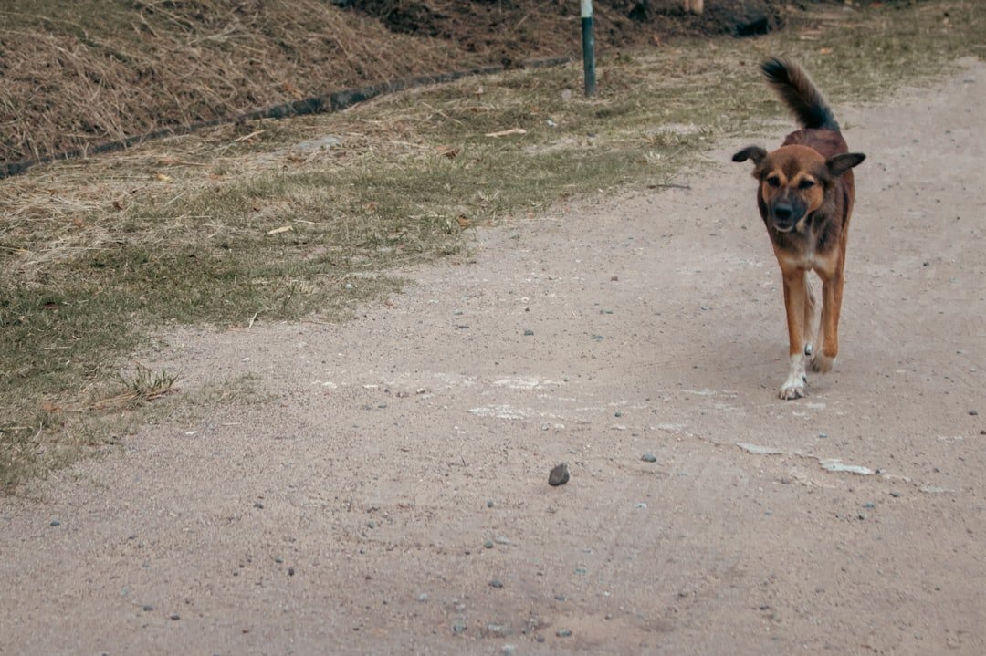Nome de cachorro de rico: cão vira-lata caminhando sozinho por uma estrada de terra