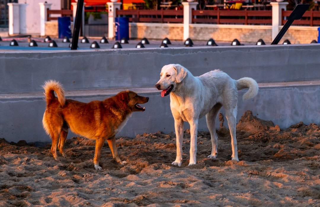 Nome de cachorro de rico: dois cães de portes e cores diferentes se aproximando na praia