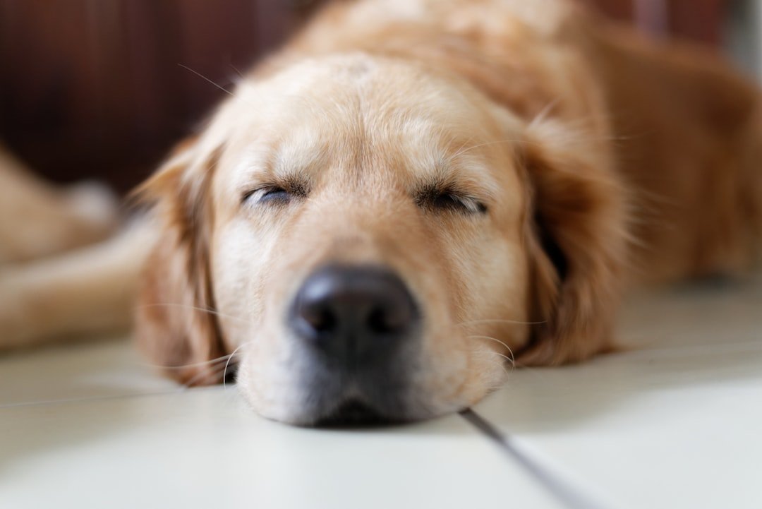 Osso cozido para cachorro: golden retriever deitado no chão com expressão de desconforto