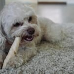 Osso cozido para cachorro: cão branco peludo mastigando um osso de verdade sobre tapete