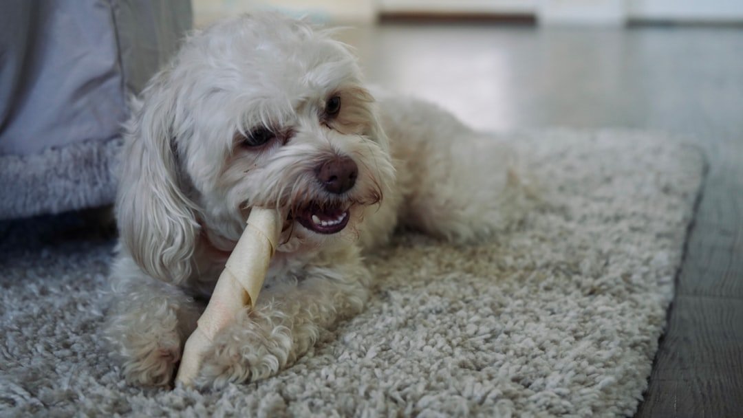 Osso cozido para cachorro: cão branco peludo mastigando um osso de verdade sobre tapete