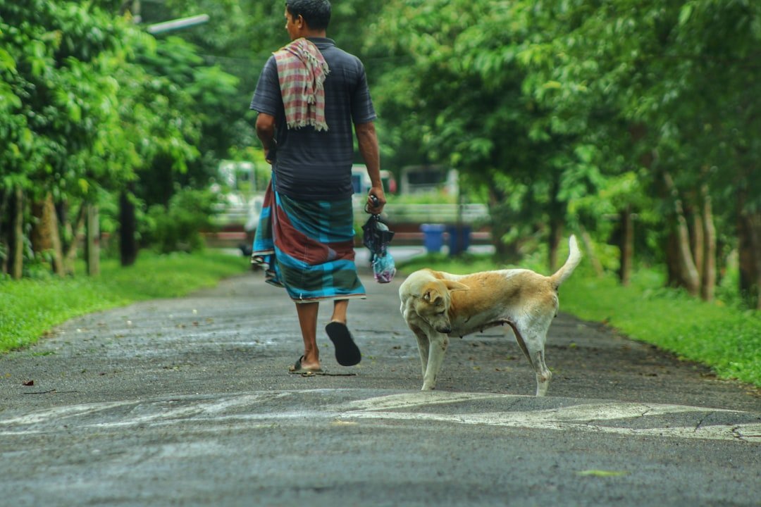 Pessoas que atraem cachorros espiritualmente: cachorro de rua caminha logo atrás de um homem numa estrada cercada de árvores