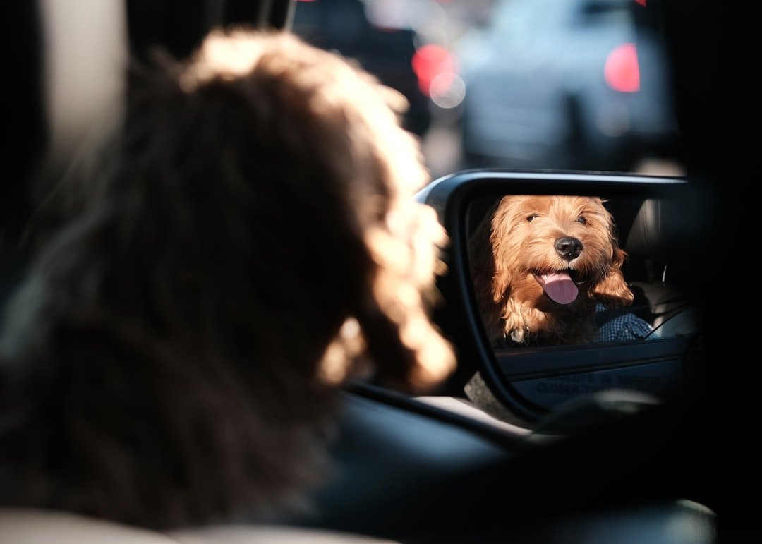 Pessoas que atraem cachorros espiritualmente: cachorro feliz refletido no retrovisor do carro, olhando para a pessoa