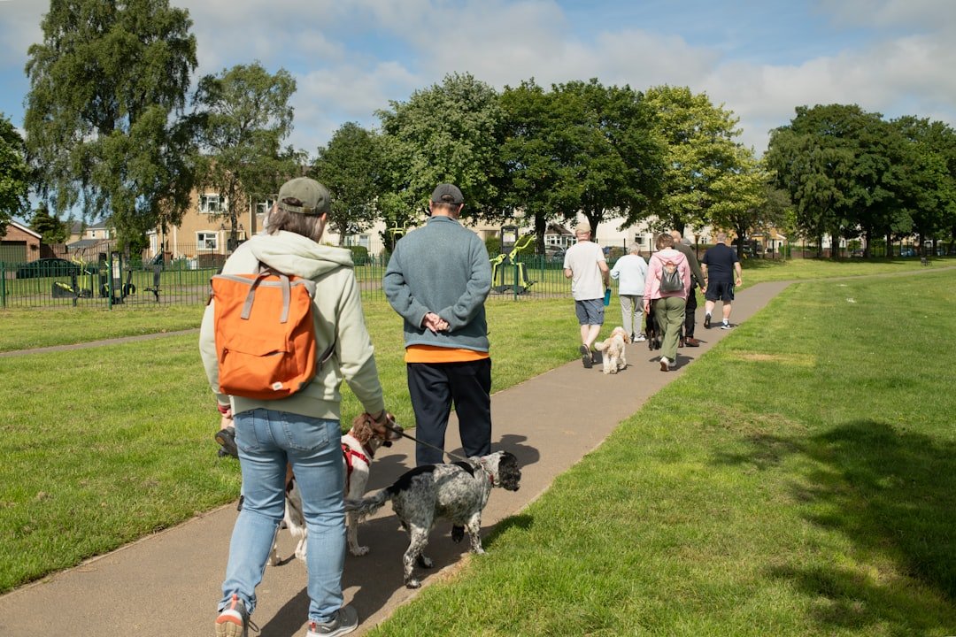 Pessoas que atraem cachorros espiritualmente: grupo de pessoas caminha com vários cães num parque ensolarado