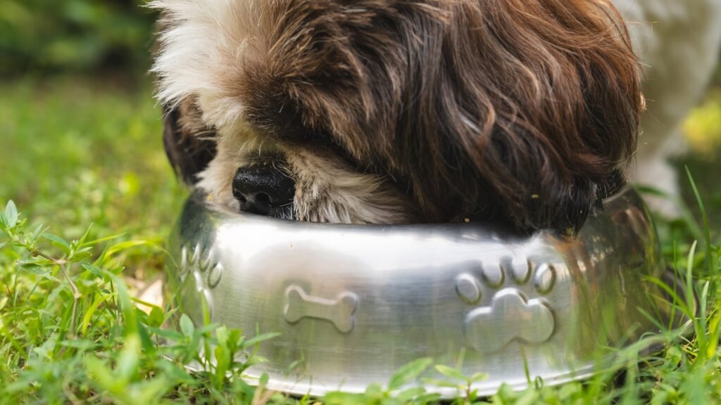 Probiótico para cachorro: cão peludo comendo em tigela de metal no jardim