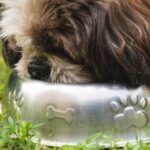 Probiótico para cachorro: cão peludo comendo em tigela de metal no jardim