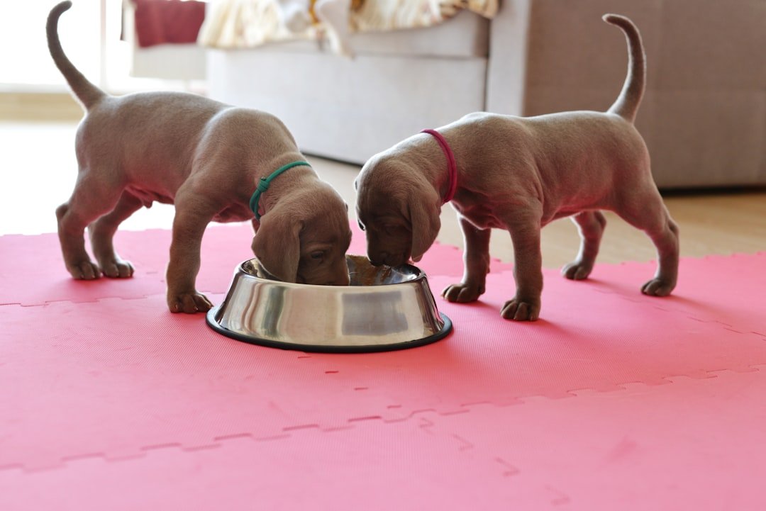 Probiótico para cachorro: dois filhotes dividindo a mesma tigela de comida